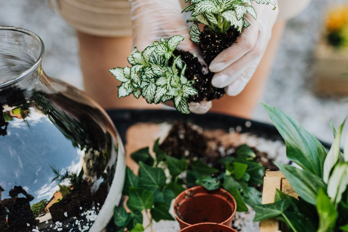 Terrarium Workshop