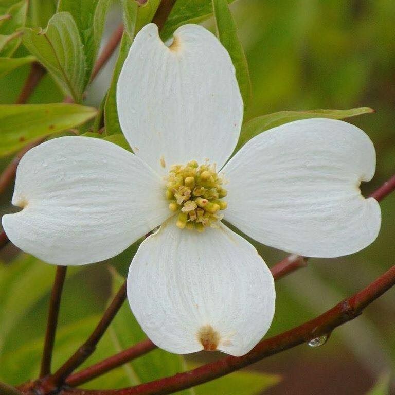 Dogwood Festival 