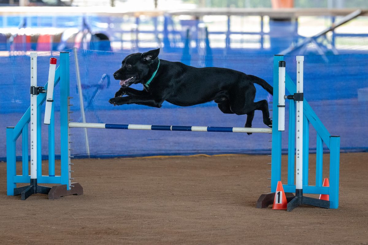 AKC Agility Trials - Greater Columbia Obedience Club