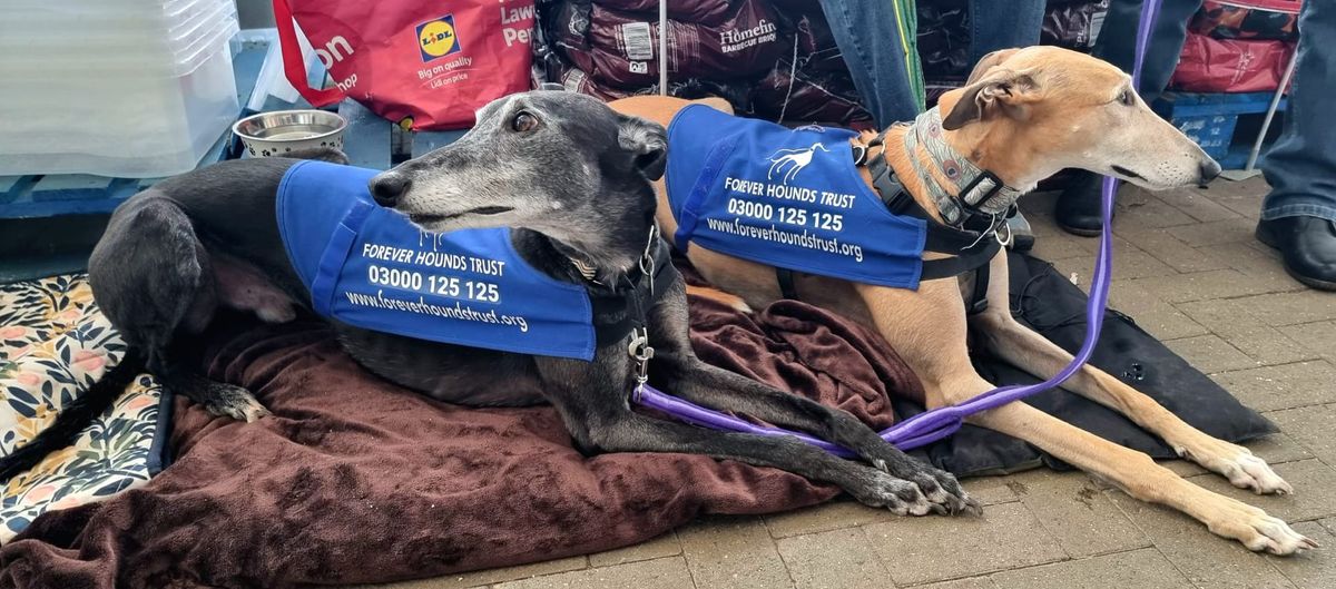 Forever Hounds Trust Collection Dursley Tesco