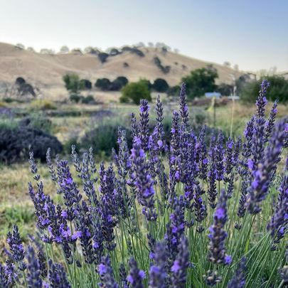 Lavender Fields Art Workshop