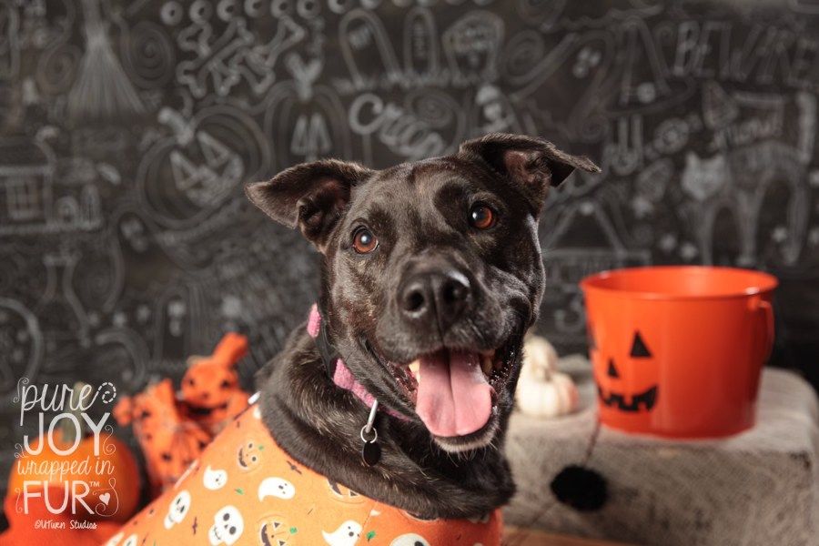 Halloween Pet Photo Mini Sessions