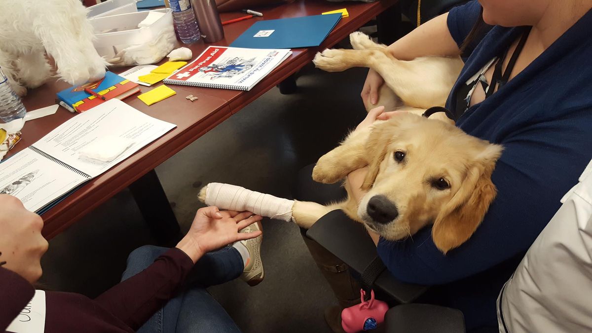 Walks 'N' Wags Pet First Aid - Halifax