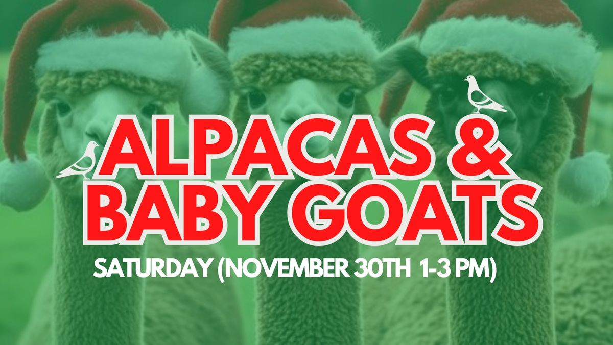 Alpacas & Baby Goats at Eavesdrop! \u2728\ud83c\udf84 