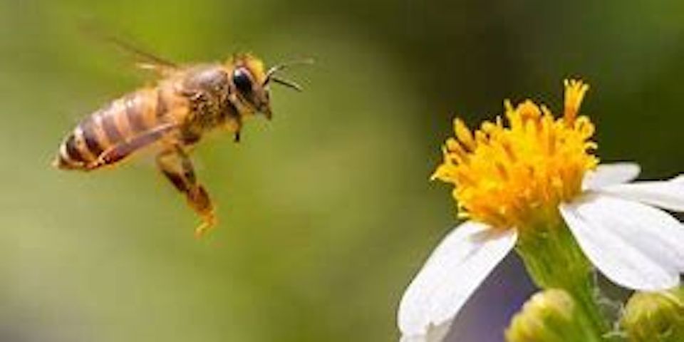 Beekeeping Series: Pest and Disease Management