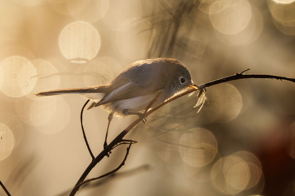 Bird and Wildlife Photography Workshop