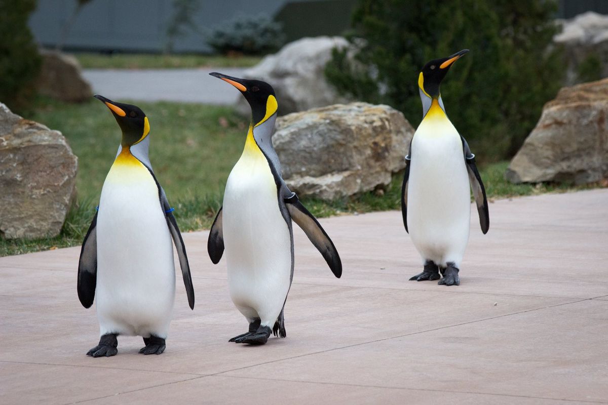 Penguin March 