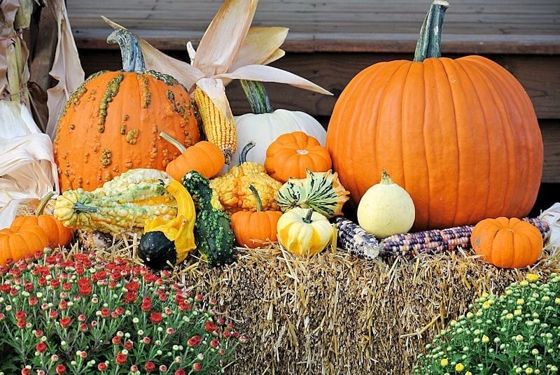 Celebrating Fall at the Carroll County Farmer's Market