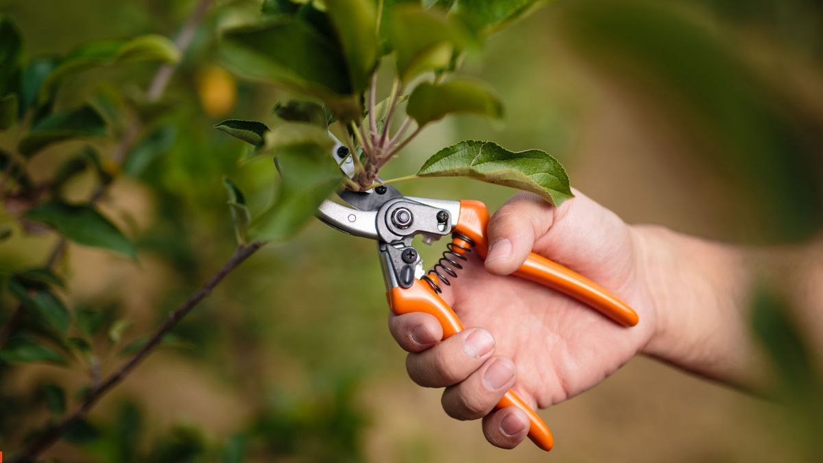 Pruning Basics | Streator