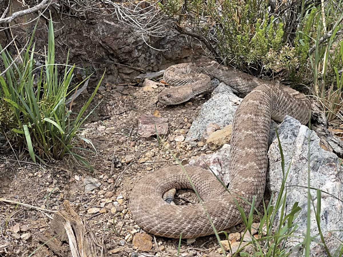 The Nurturing Nature of Rattlesnakes