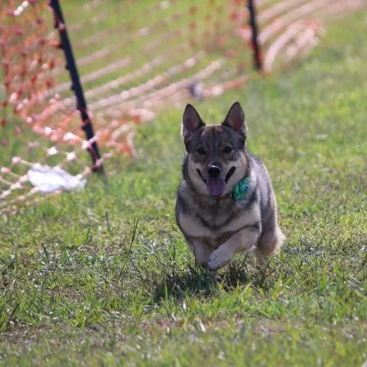 NASA AREA COMPANION DOG ALL BREED FASTCAT FEB. 25 & 16, 2025