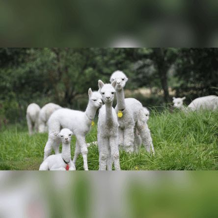 Alpaka-Grundlagenseminar (Weilachm\u00fchle)