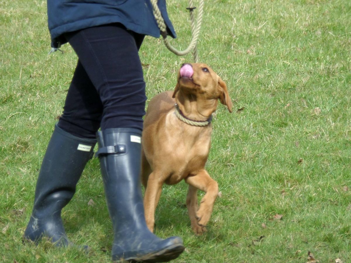 \u201cStart Early Start Young\u201d Puppy Foundation Course