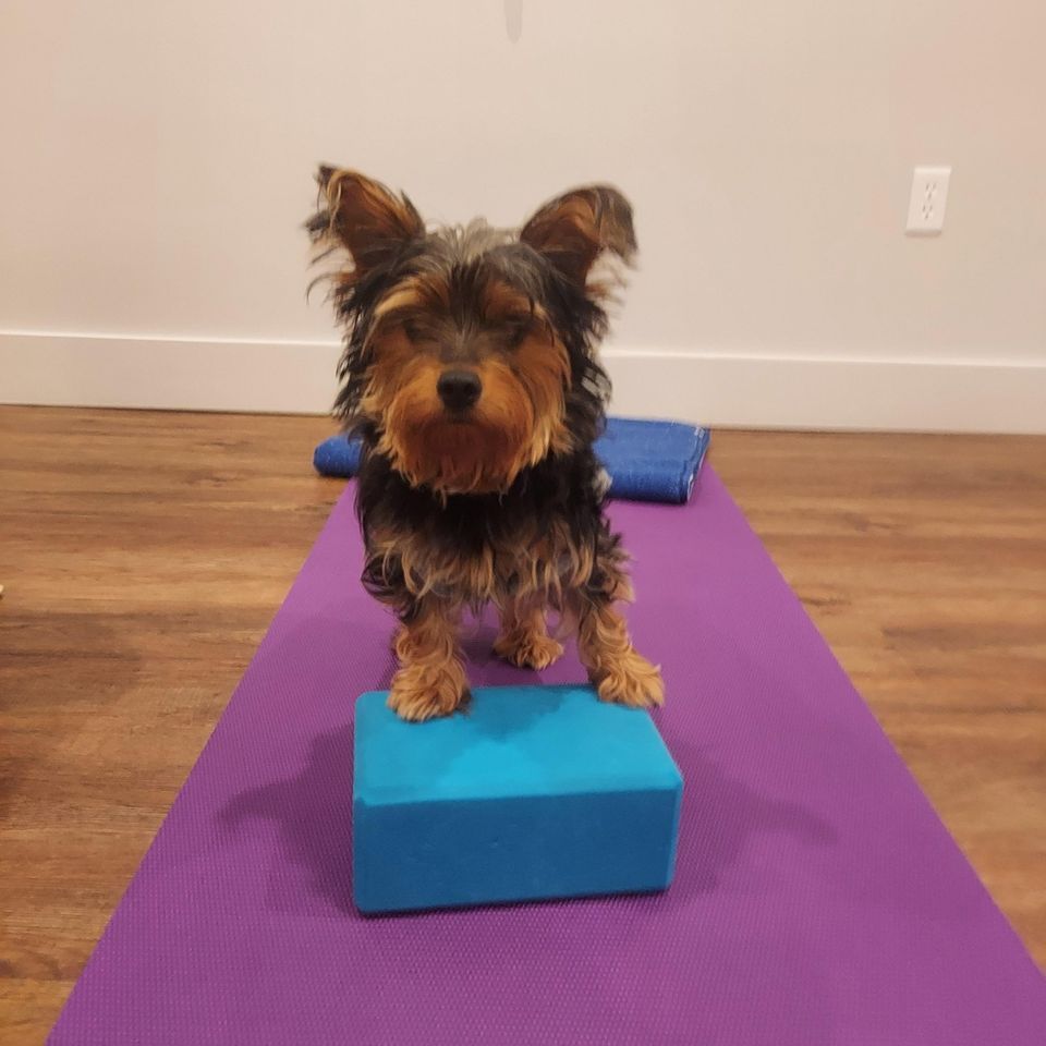 Doga (Gentle Yoga) with Tia the Yoga 1 Studio Dog