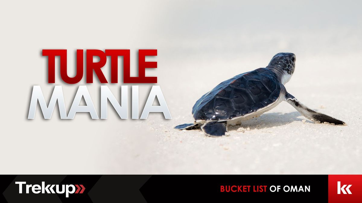 Turtle Mania | The Bucket list of Oman (BABY TURTLES HATCHING SEASON)