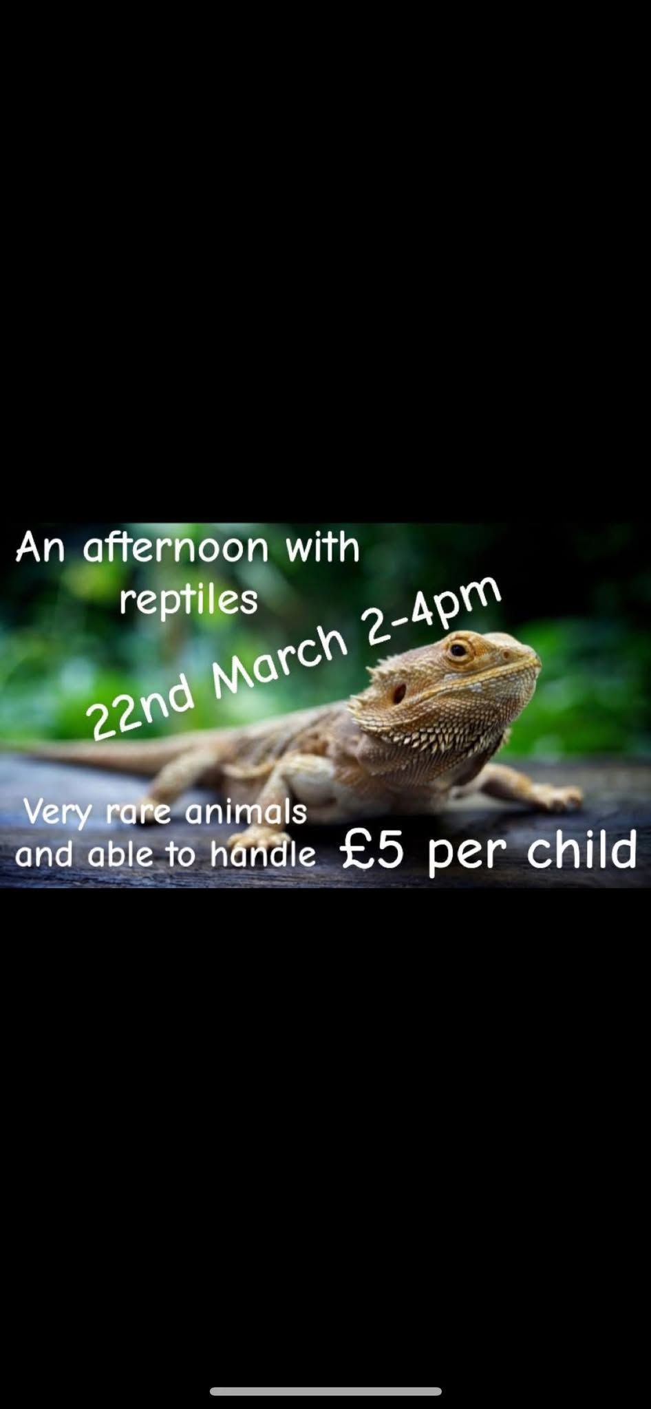 An afternoon of reptiles \ud83e\udd8e 