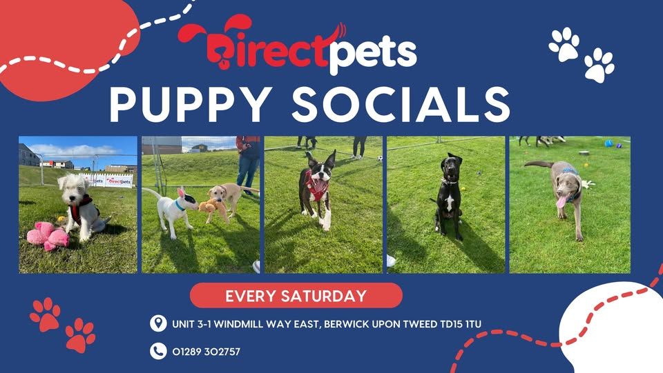 Puppy Social