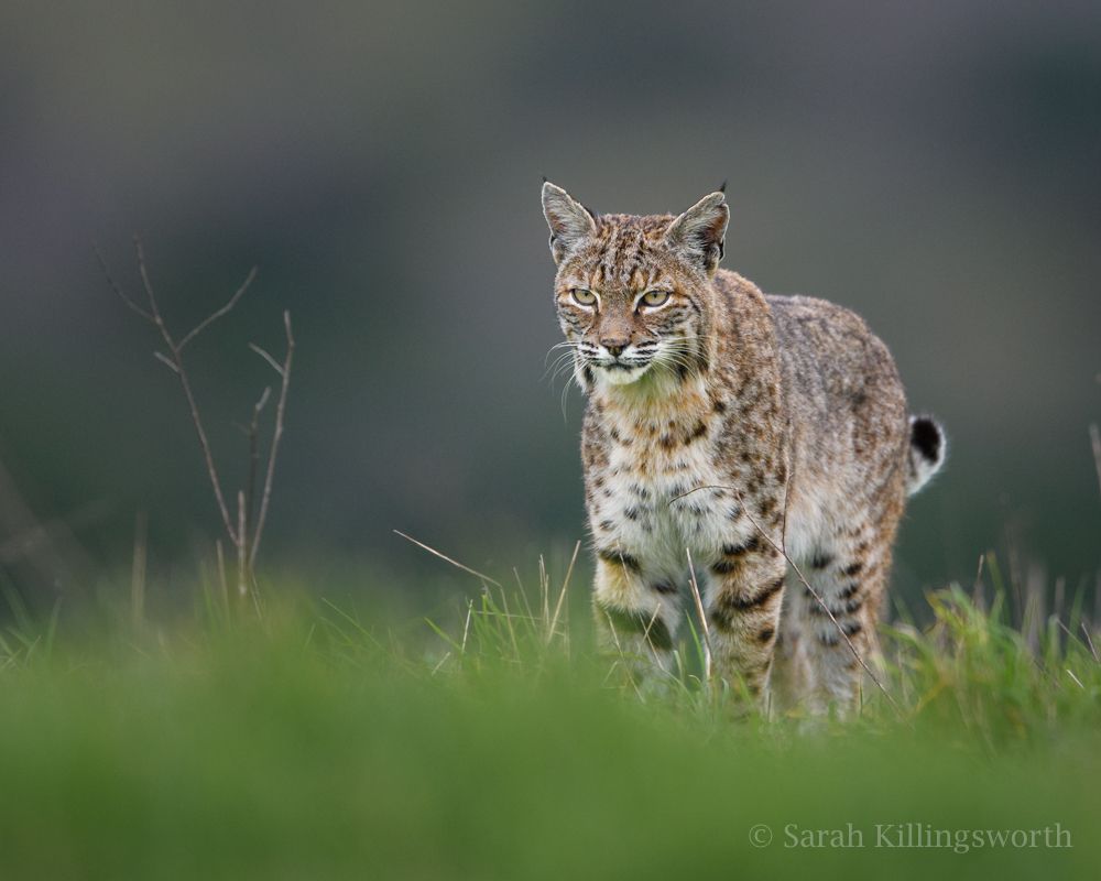 Naturalist Ed Series: Coexistence with Native Predators