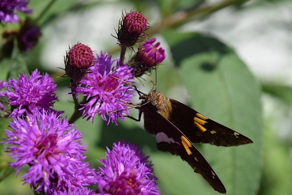 NJ Audubon: Easy Native Plant Propagation