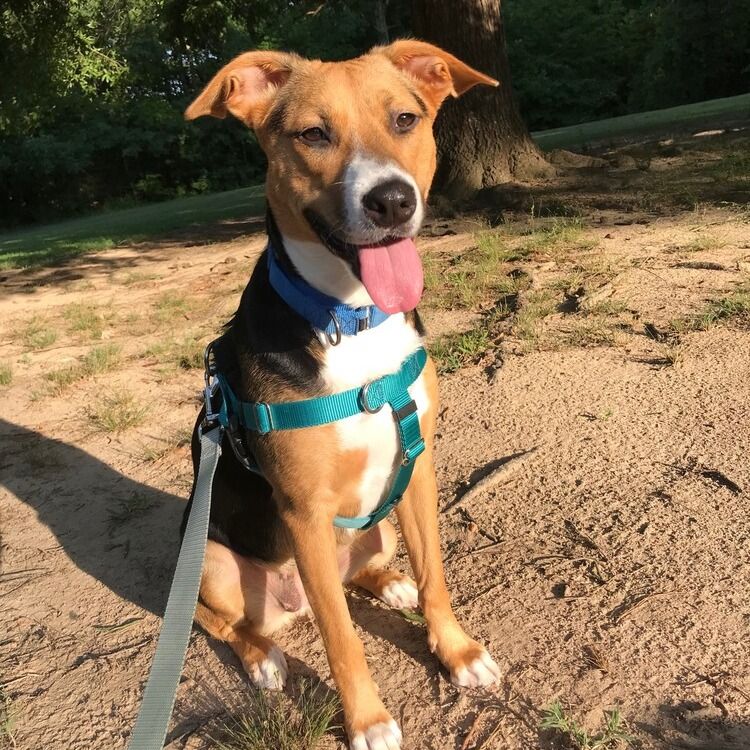 Canine Field Day
