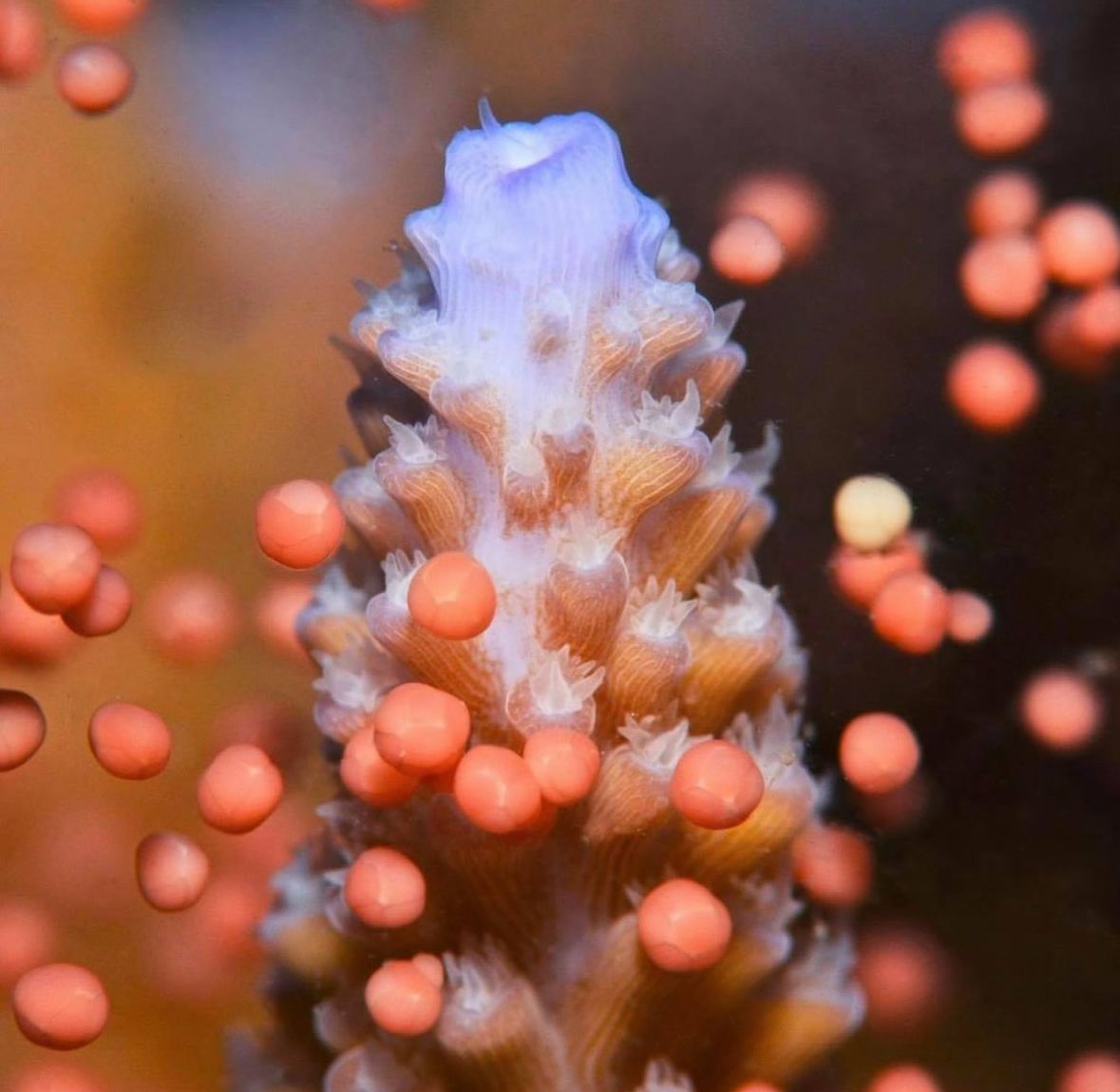 Coral Spawning Expedition