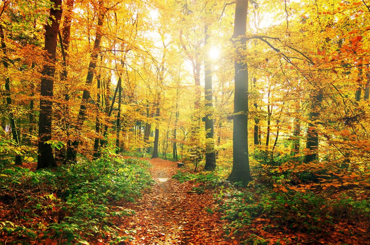 SOLD OUT - Madison Tree Identification Walk