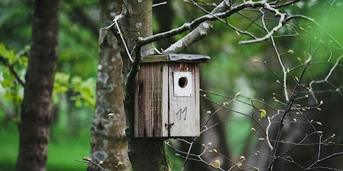 Bird and Bat Box making Workshop - With Conservation Buddha