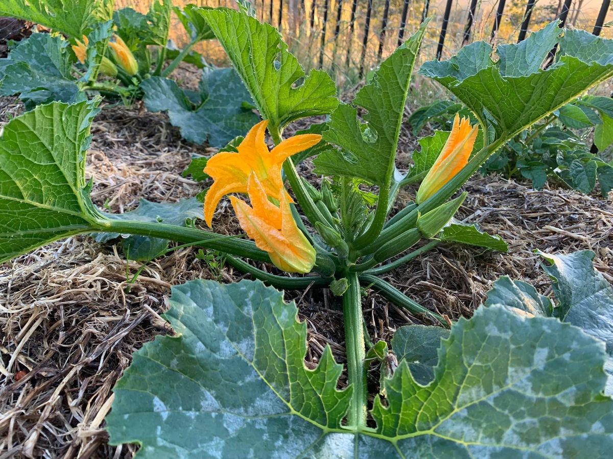 Zucchini Festival