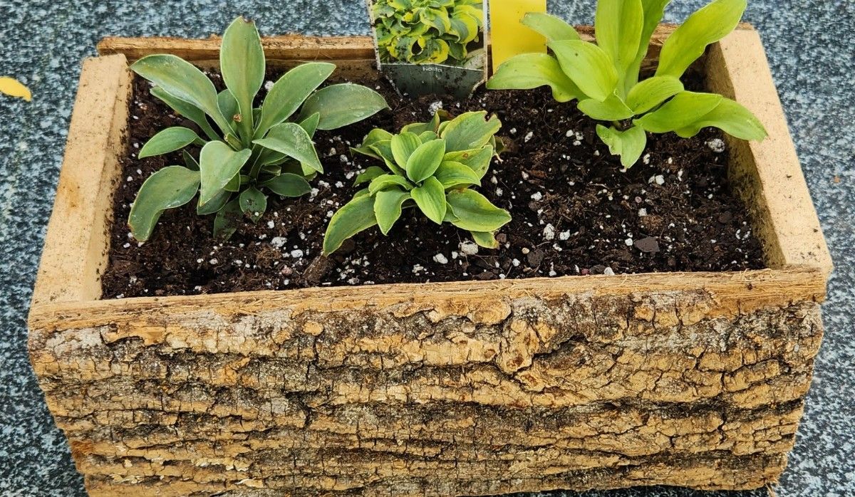 Mini Hosta Log Planters "Make & Take"
