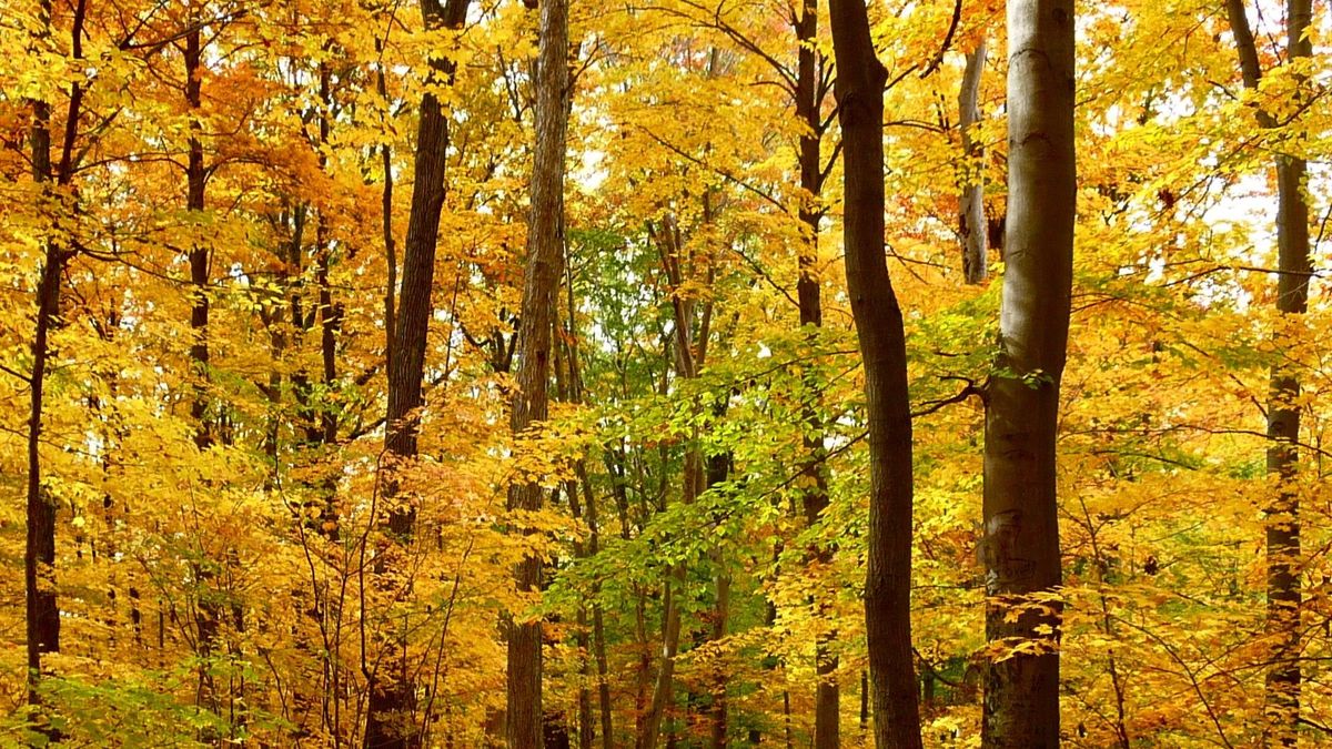 Autumn Trees at the Hundred Acre Wood