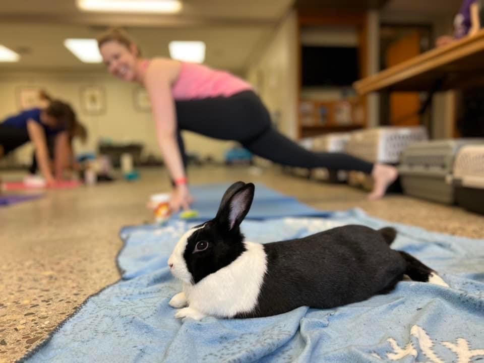 Wayzata Bunny Yoga with RRMN!!