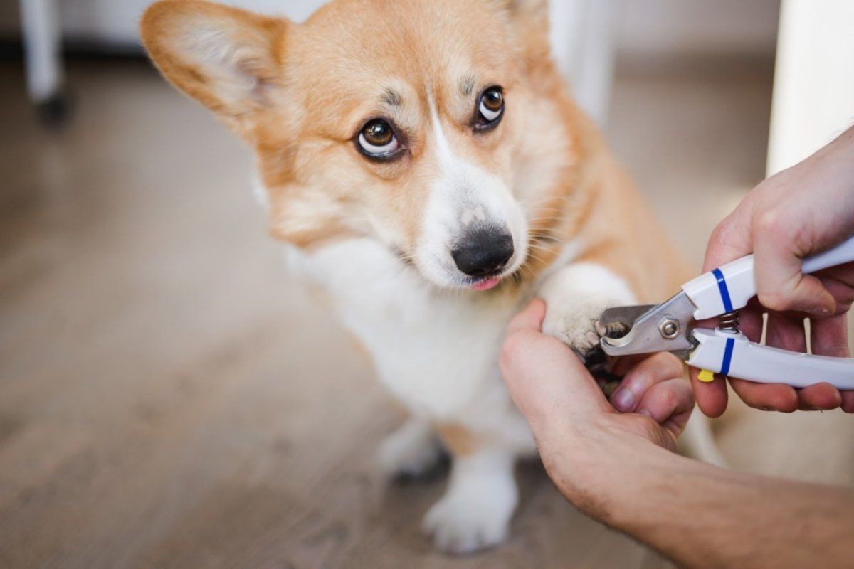 Nail Trim Clinic - With Sarah from Claws and Paws