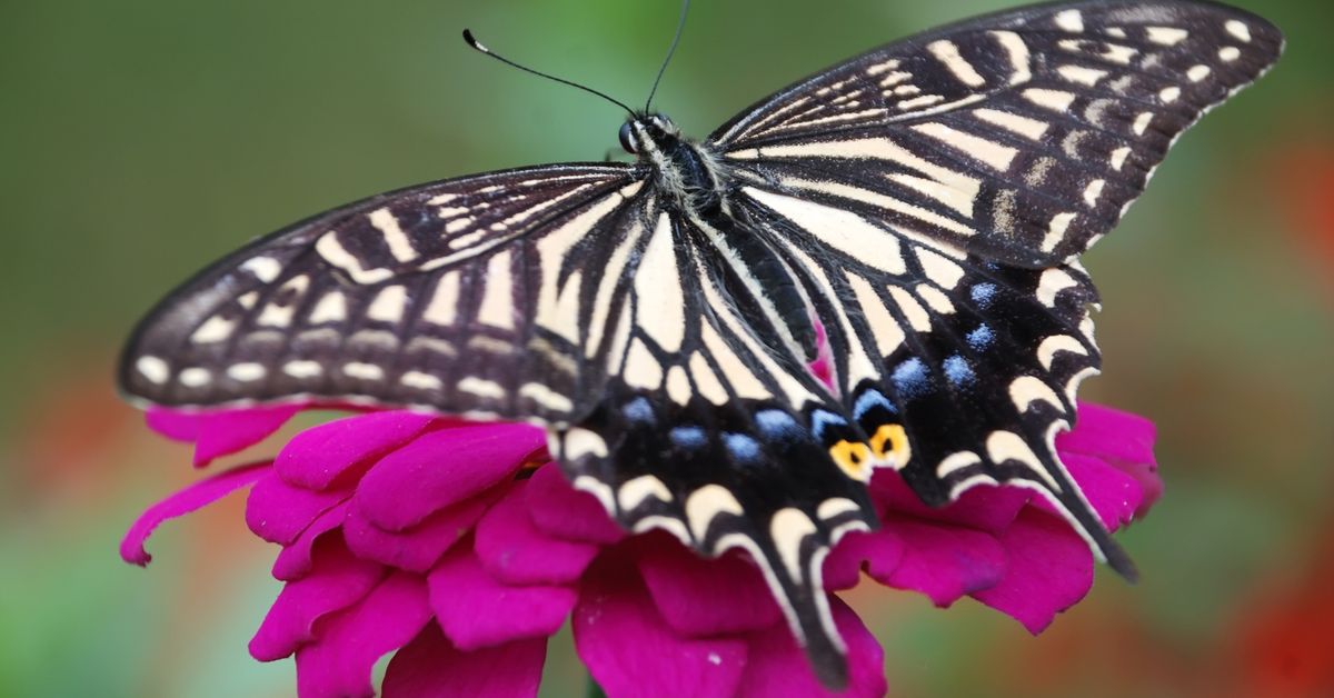 Butterfly Tea Party