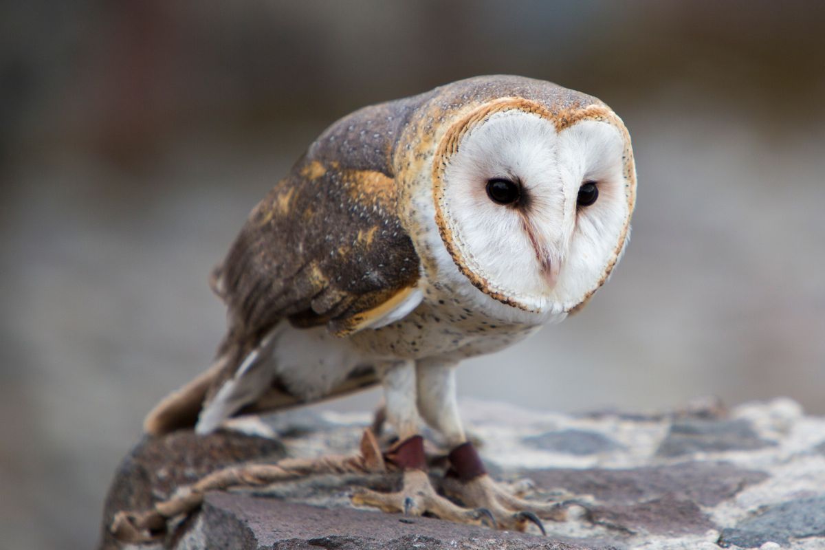 Owls and Owl Pellets Program with Bugs-R-Us Educational Services, 3+ YRS