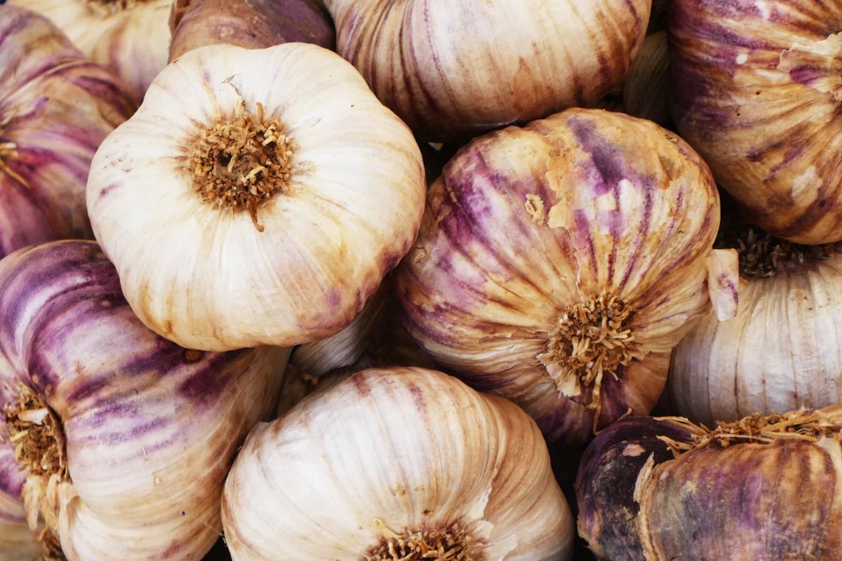 Gardening Tips for Growing Garlic and Shallots - Cupertino