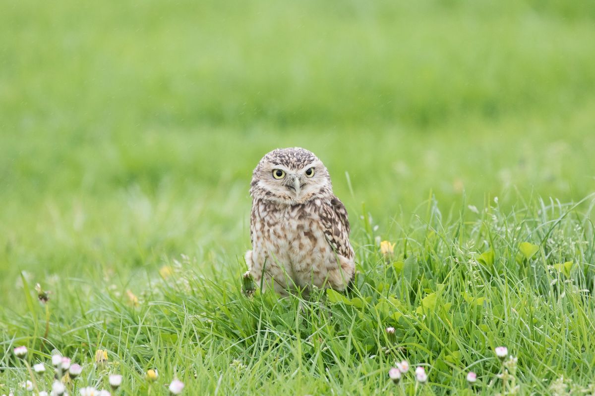 Falconry Shows