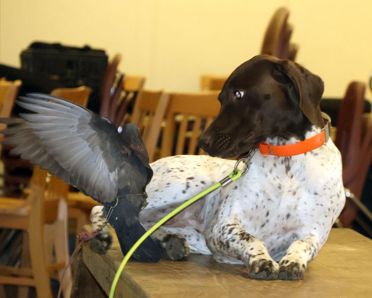 Eastern Maine Sportsmen's Show - Sebasticook Demos