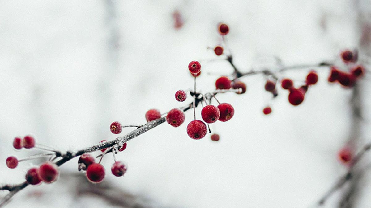 Watercolor Winter Florals