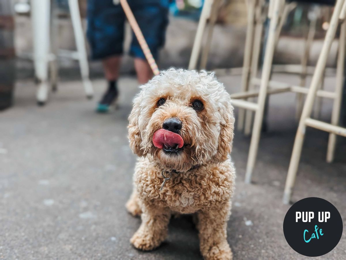 All Paws Pop Up Cafe - London