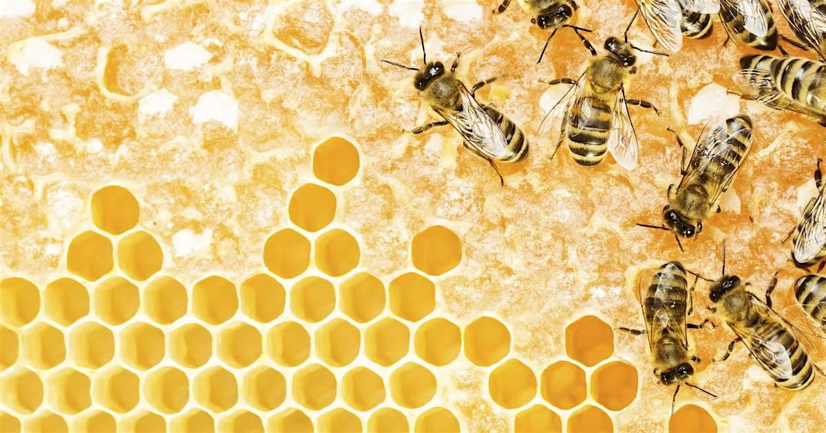 Bees 106: Honey Harvest & Processing 2026