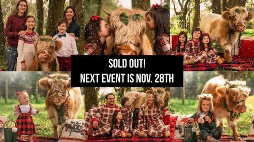 New Port Richey Florida 2022 Christmas Events Highlander Cow Christmas Photoshoots | New Port Richey, Fl, New Port Richey,  Florida, 13 November 2021