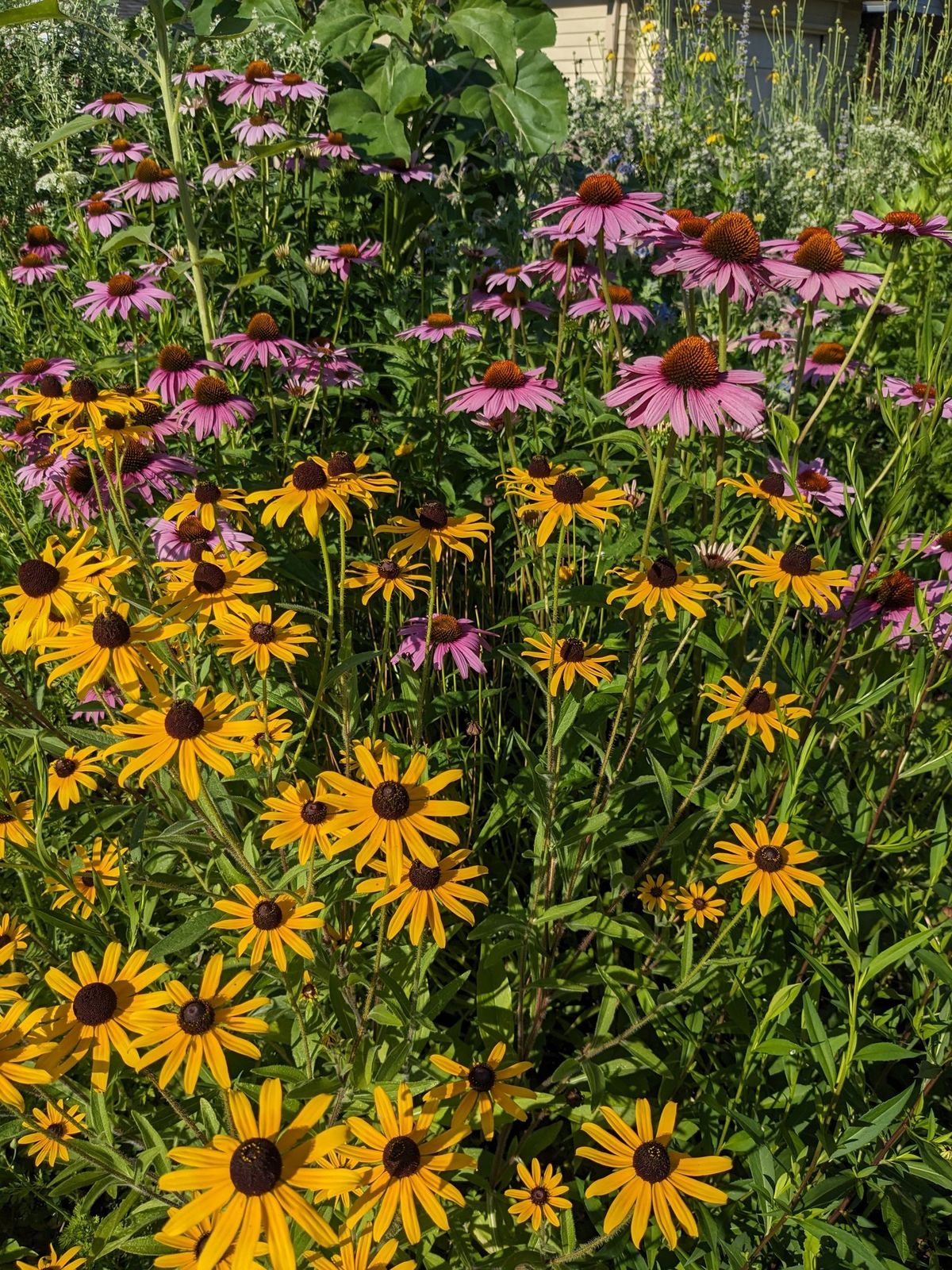 Native Plant Sale