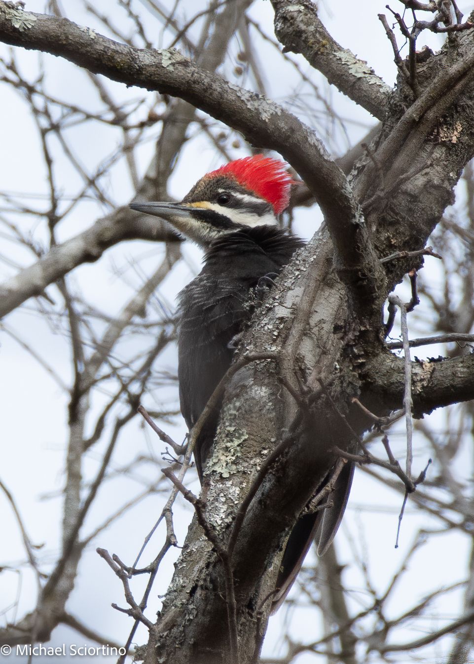 Birding Algonkian