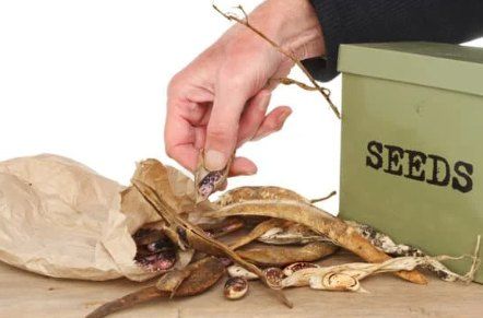 Seed Saving Workshop