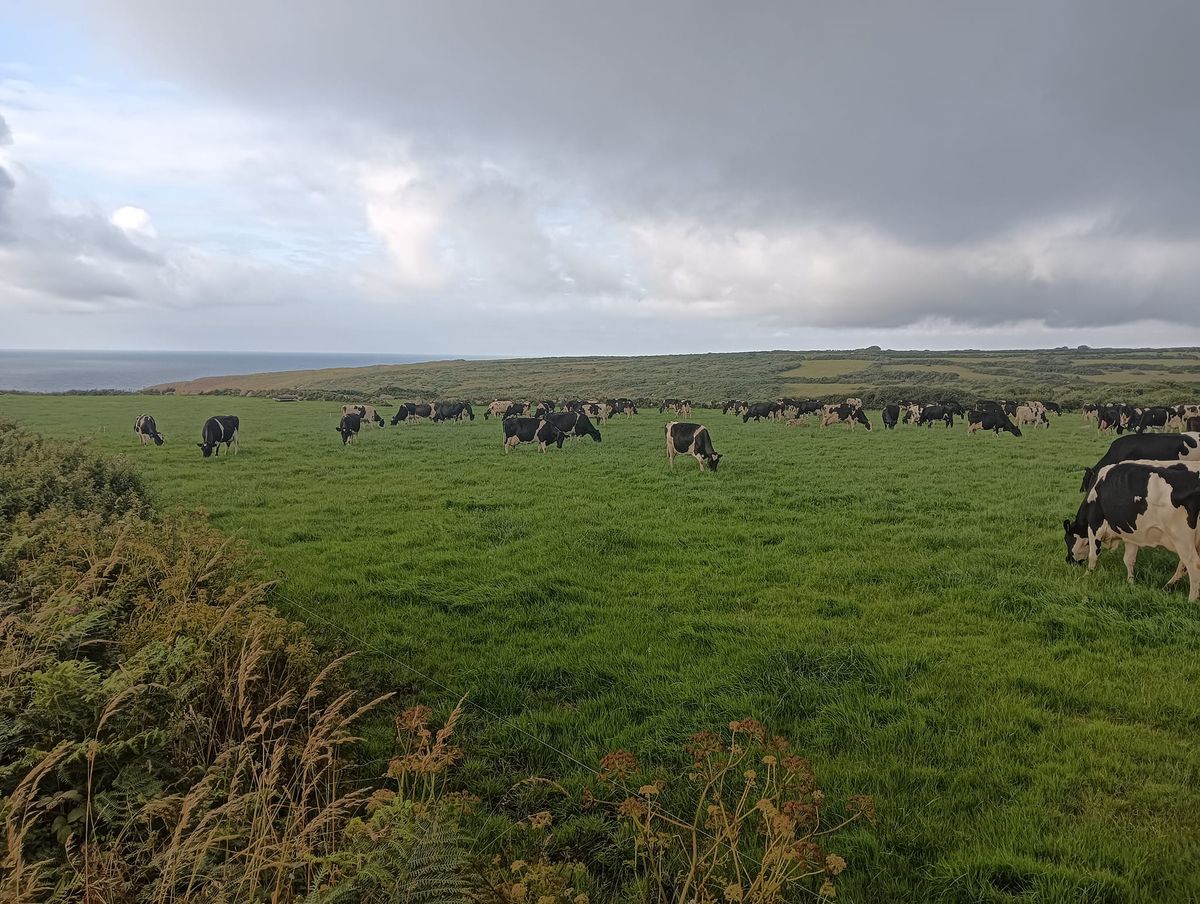 Farm Walk - Tremedda Farm & Moomaid Ice Cream - by kind invitation Nicky Monies & family. TR263BS