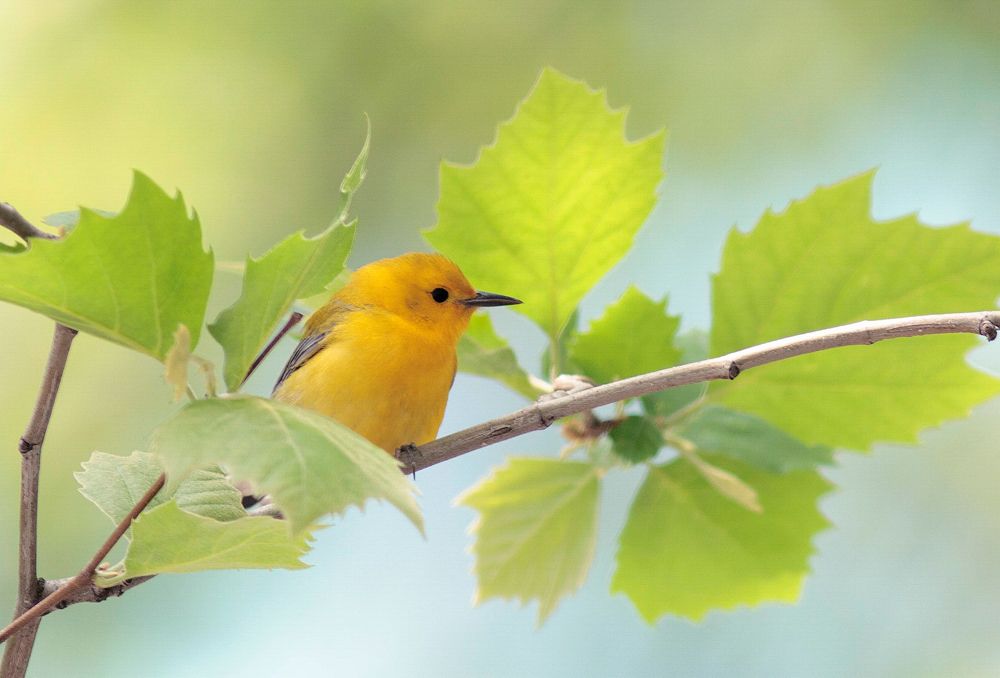 Prothonotary Warblers\u2014Swamp Candles in Kansas