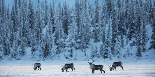 Seth Kantner: What Caribou in Alaska Reveal About Climate Change and Ourselves