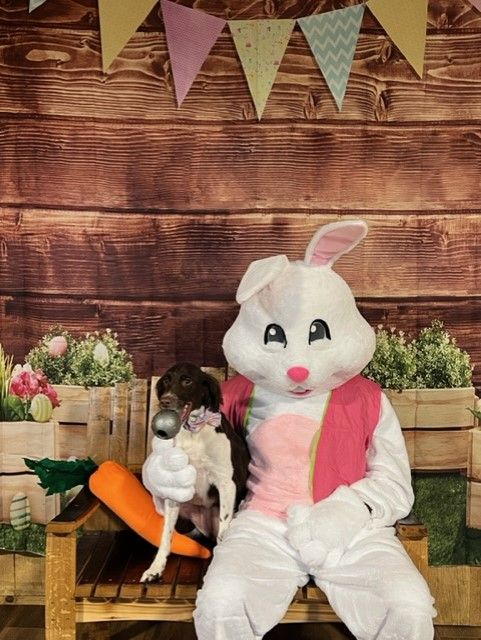 Pet Photos with the Easter Bunny