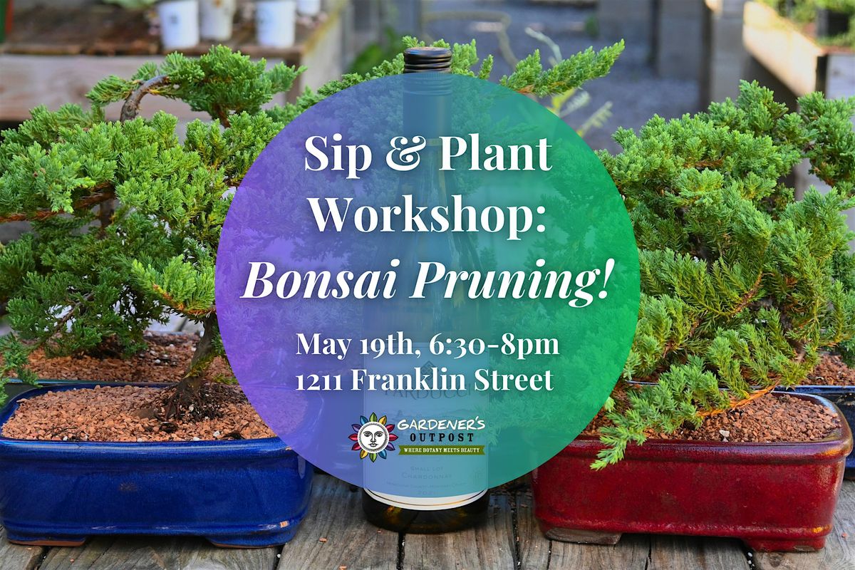 Sip & Plant Workshop: Bonsai Pruning!