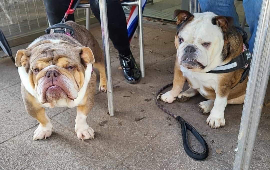 South West (Bristol) Bulldog Walk for GBSR UK